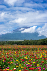 富士山と花畑（日本・静岡・山形）