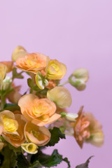 Fototapeta premium Close Up of Orange Begonia with Pink Background