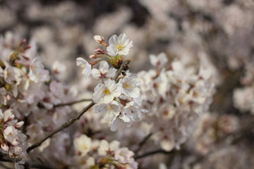 Sakura in Tokyo