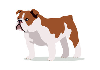 English Bulldog Vector Flat Design Illustration
