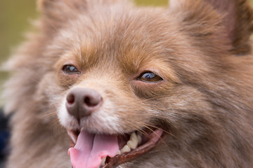 可愛い小型犬の表情