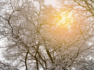 Tree branches and stems in snow and sunlight. Winter card