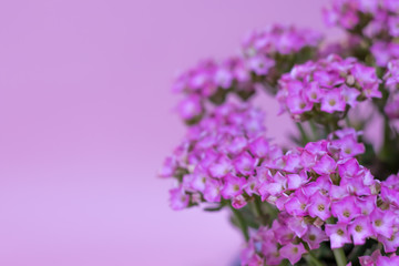 Close Up of Pink Kalanchoe with Pink Background