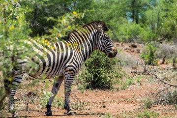 Fototapeta na wymiar Afrika/Africa National Park