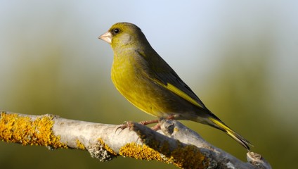 european greenfinch