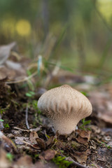 Lycoperdon perlatum