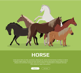 Horse Conceptual Flat Style Vector Web Banner