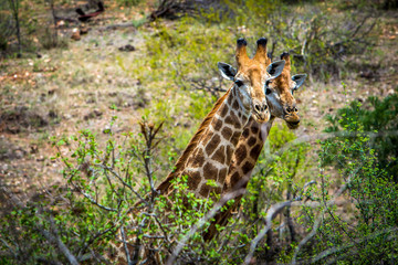 Afrika/Africa National Park
