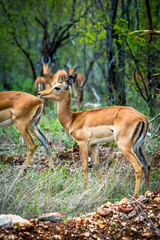 Afrika/Africa National Park