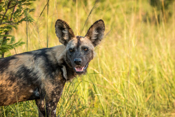 Fototapeta premium Starring African wild dog.