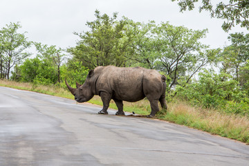 Fototapeta na wymiar Afrika/Africa National Park