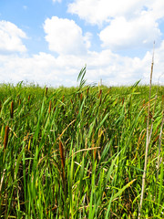 Obraz premium Mature flower spike of the reed plant