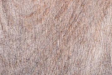 Wood texture close-up background.