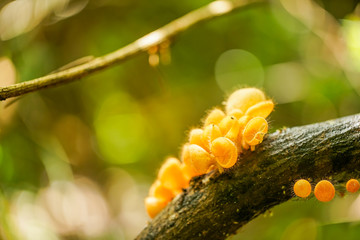 mushroom champagne on the log
