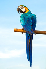 Macaw Parrot