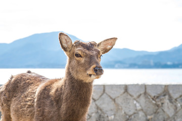 Tame deer resting on the streets of Miyajima Island (Itsukushima