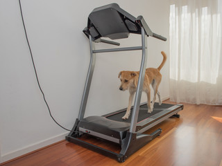 Dog walks on treadmill
