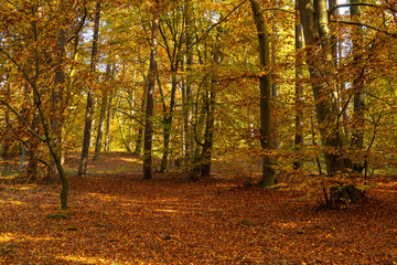 Natural background of autumn forest on a sunny day