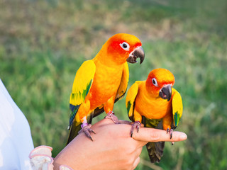 Sun Conure