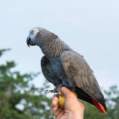 African Grey Parrot