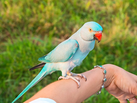 Green Ringneck Parrot