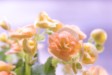 Naklejka premium Close Up of Orange Begonia Under Soft Sunlight