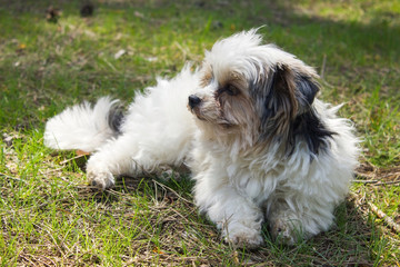 Biewer yorkshire terrier
