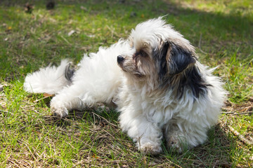 Biewer yorkshire terrier