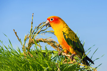 Sun Conure