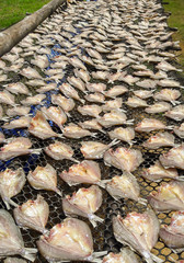 Fish drying in the sun