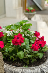 beautiful flowers on the city street