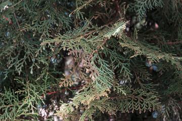 Background of Christmas tree branches