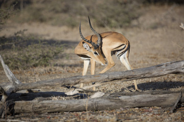 Portrait of impala antelope in barren land