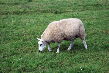 Obraz premium White sheep portrait in a green field
