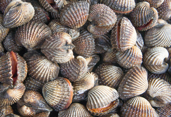 Scallop seafood delicacies such as cockles of Thailand.