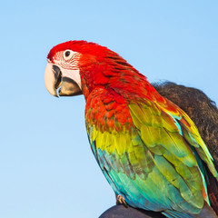 Macaw Parrot