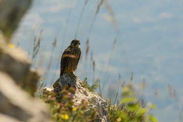 falcone pellegrino (Falco peregrinus) giovane su roccia