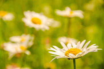 daisy flowers on a summer morning