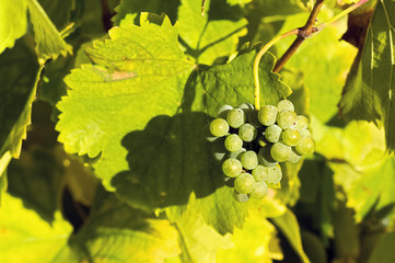 vineyards in autumn with the last bunches of grapes , El Bierzo , Spain ; selective focus
