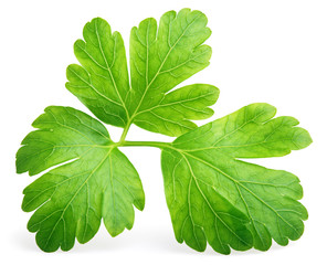 Garden parsley herb (coriander) leaf isolated on white background with clipping path