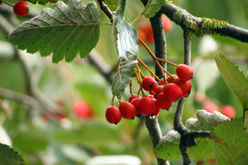 рябина шведская