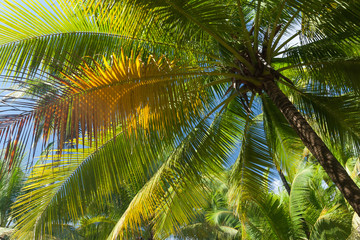 coconut tree.