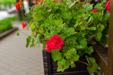 Colorful flowers inthe pot 