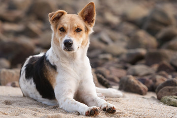 The dog sitting by the sea
