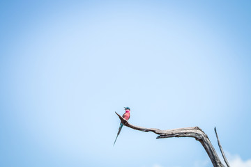 Southern carmine bee-eater sitting on a branch.