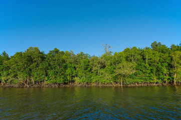 Fototapeta premium mangrove forest in line with blue sky and river