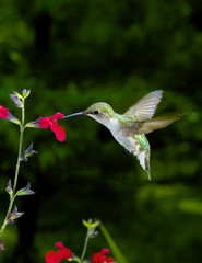 Female Ruby-Throated Hummingbird