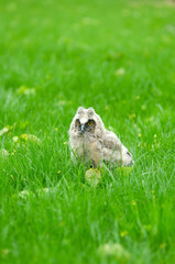  small baby owl