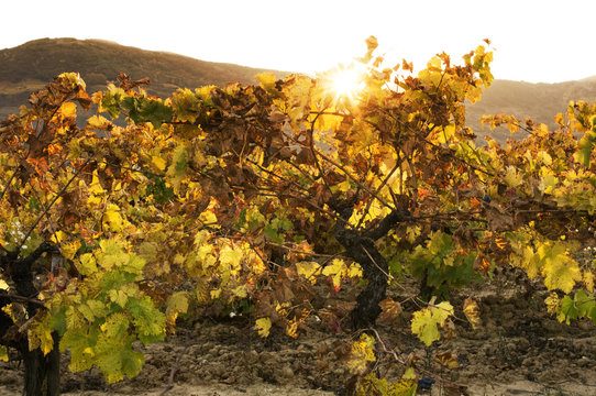 vineyards in autumn with the last bunches of grapes , El Bierzo , Spain ; selective focus