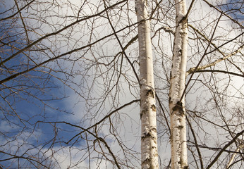 Birch trees in winter forest 